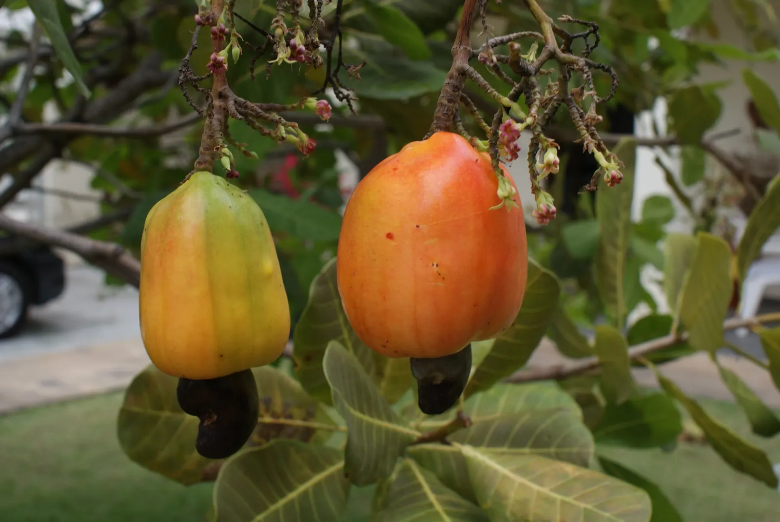 Two cashew apples hanging from a cashew tree, one yellow-green and one orange-red, each with a dark kidney-shaped cashew nut attached to its lower end