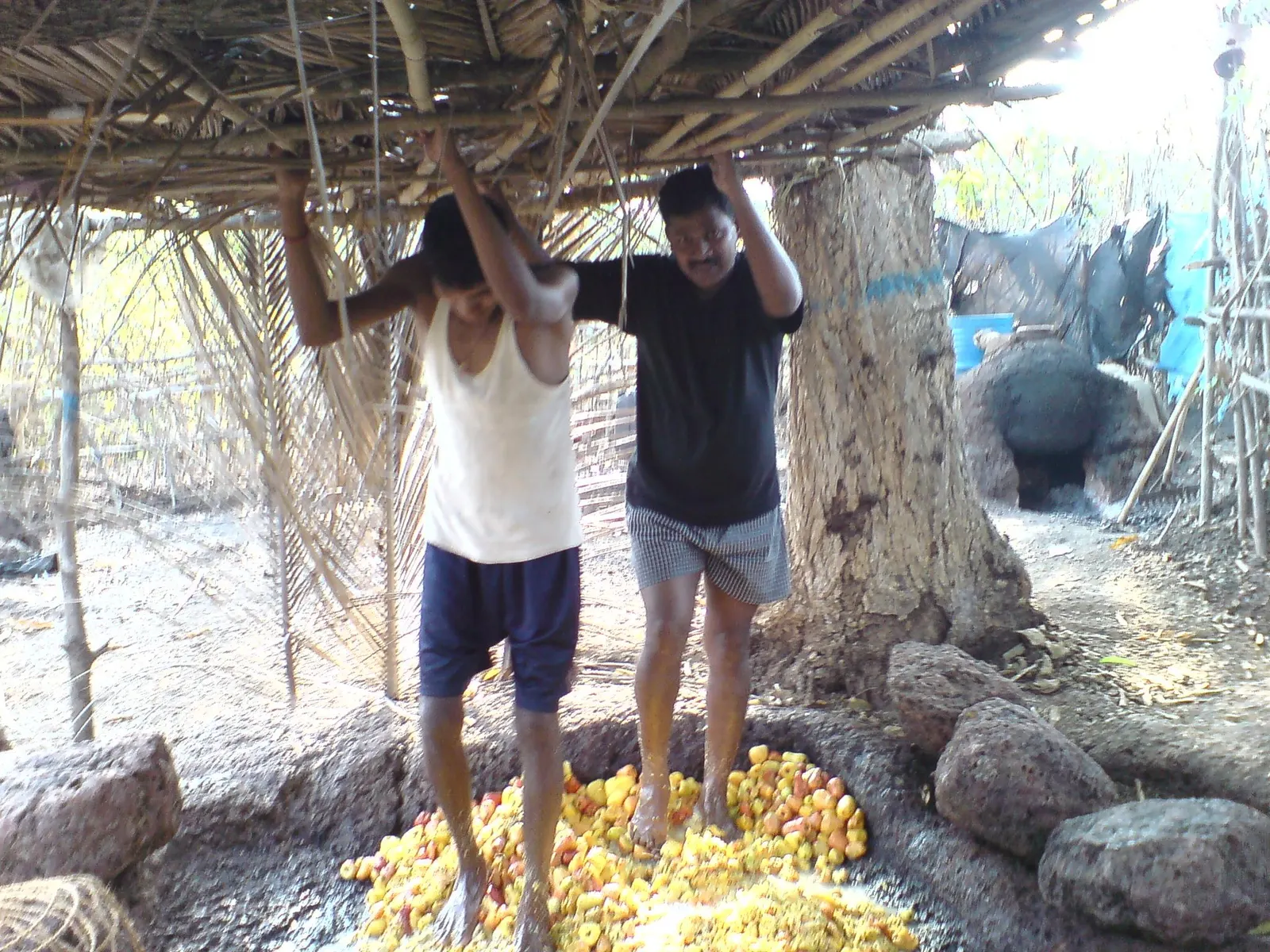 Two men under a palm-leaf shelter holding on to a beam overhead while treading a pit filled with yellow and red cashew apples