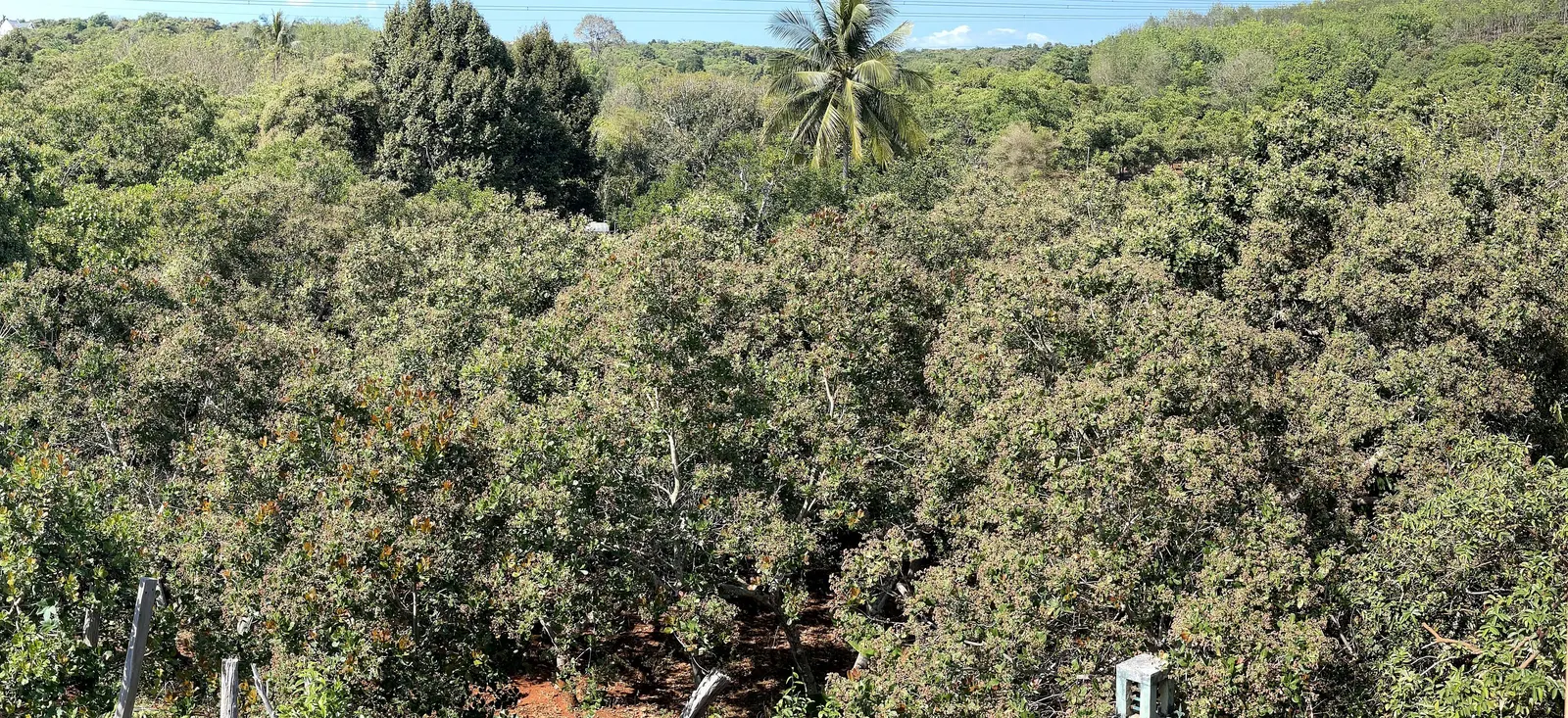 A cashew orchard seen from above: dense, rounded tree crowns tinged with reddish flower clusters, red soil between the trunks and one coconut palm behind