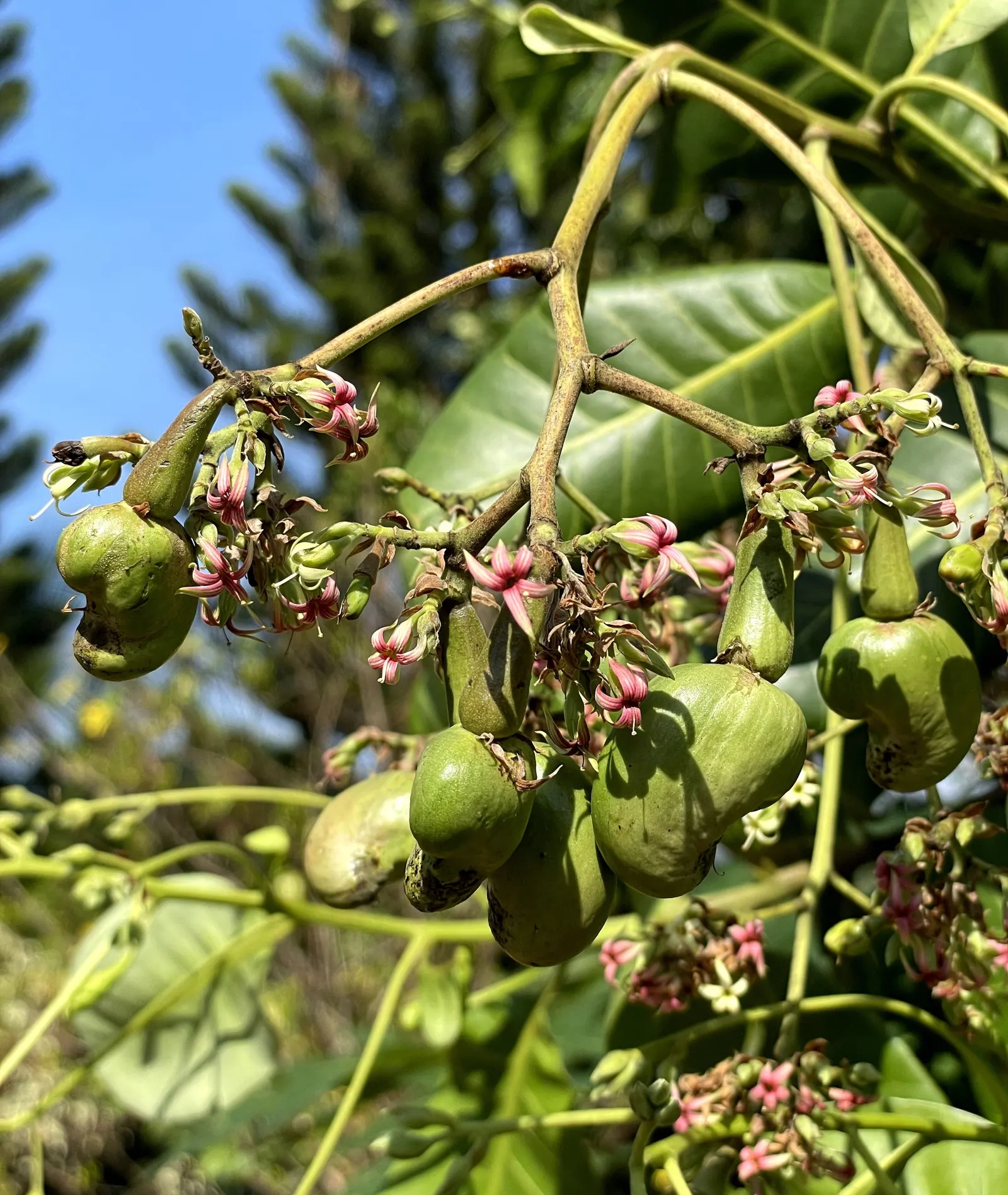 Cashew branch with pink-striped flowers and young green fruit: kidney-shaped green nuts with narrow, still unswollen stalks above them