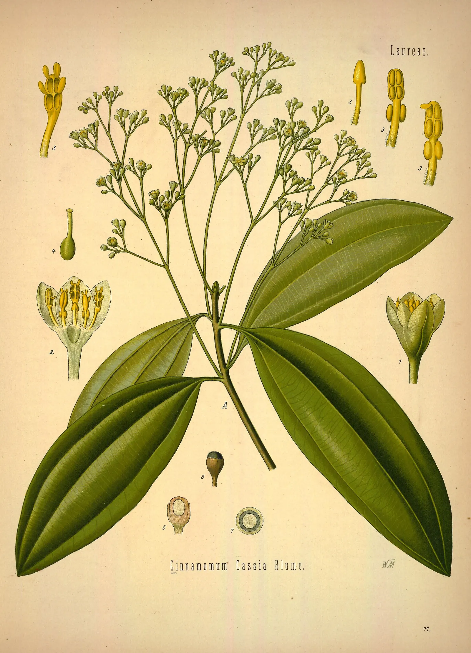 Botanical plate of Cinnamomum cassia: a branch with four long, pointed leaves, each with three main veins, below a branched cluster of small pale flowers, with numbered drawings of a flower, its stamens and a fruit around it