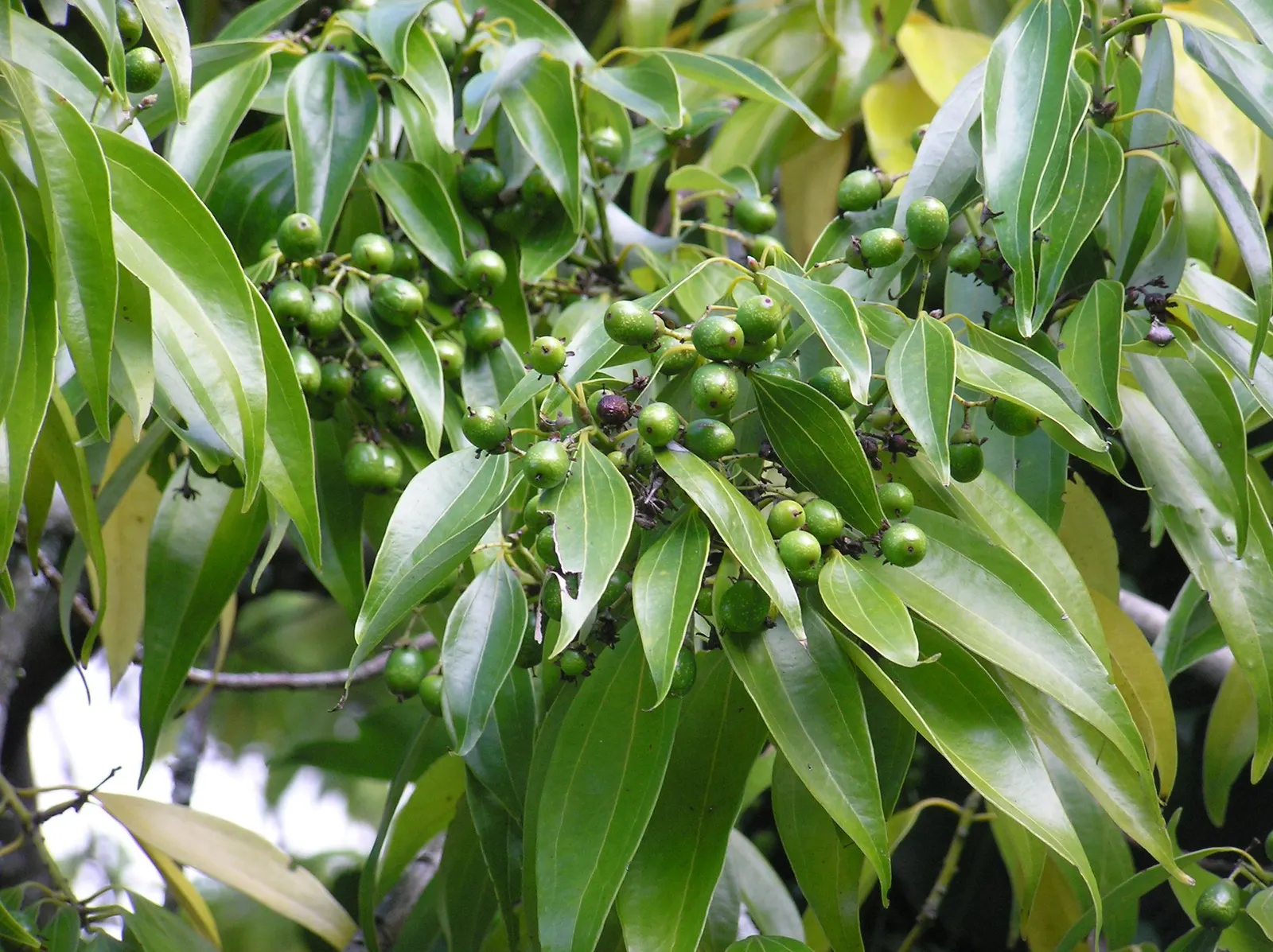 A branch of Cinnamomum loureiroi with glossy, narrow leaves that taper at both ends, each with three pale veins from the base, among clusters of small round green fruit, a few of them turning dark purple