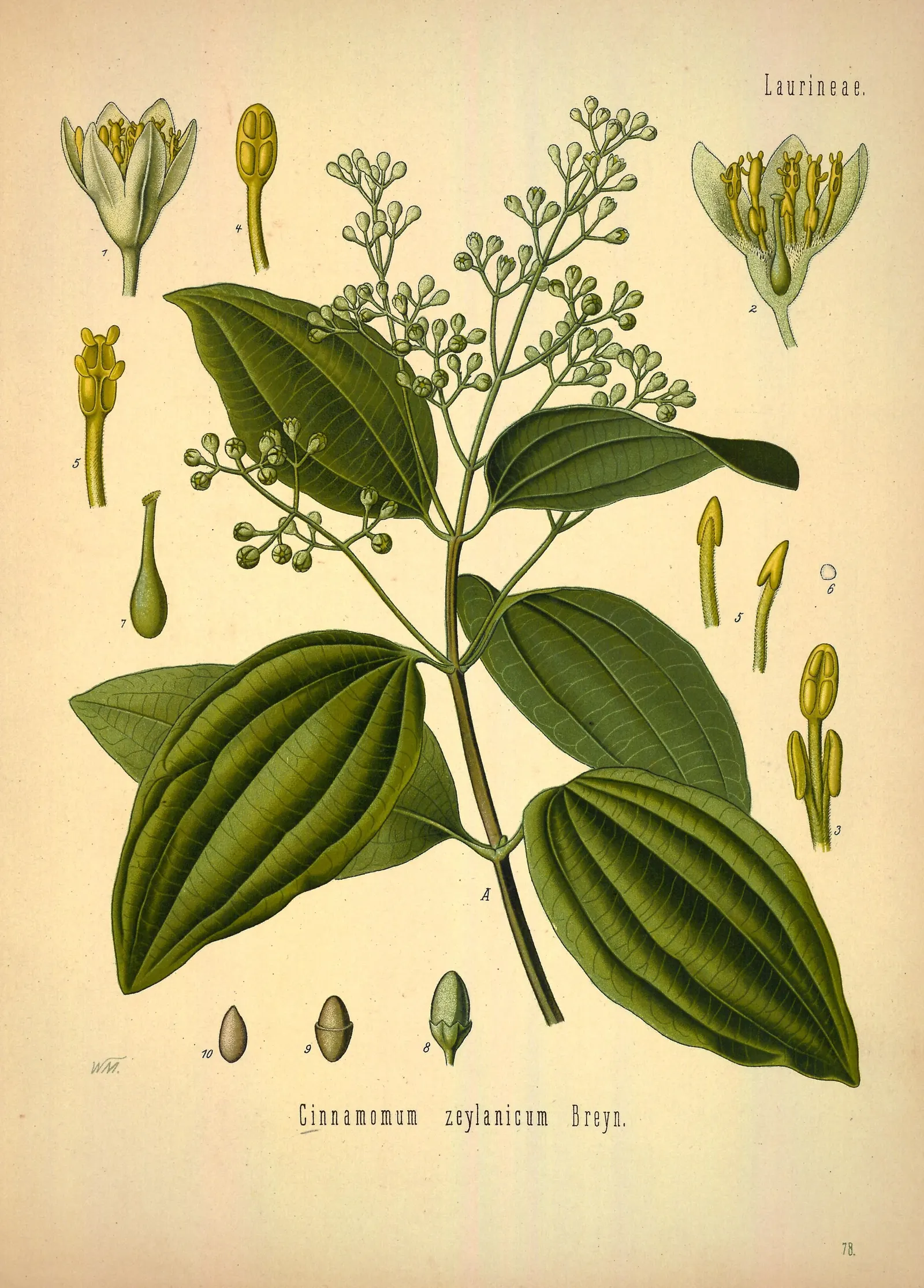 Botanical plate of Ceylon cinnamon: a branch with broad, oval, strongly three-veined leaves and an upright cluster of small pale flowers, with numbered drawings of the flower, stamens, fruit and seed around it