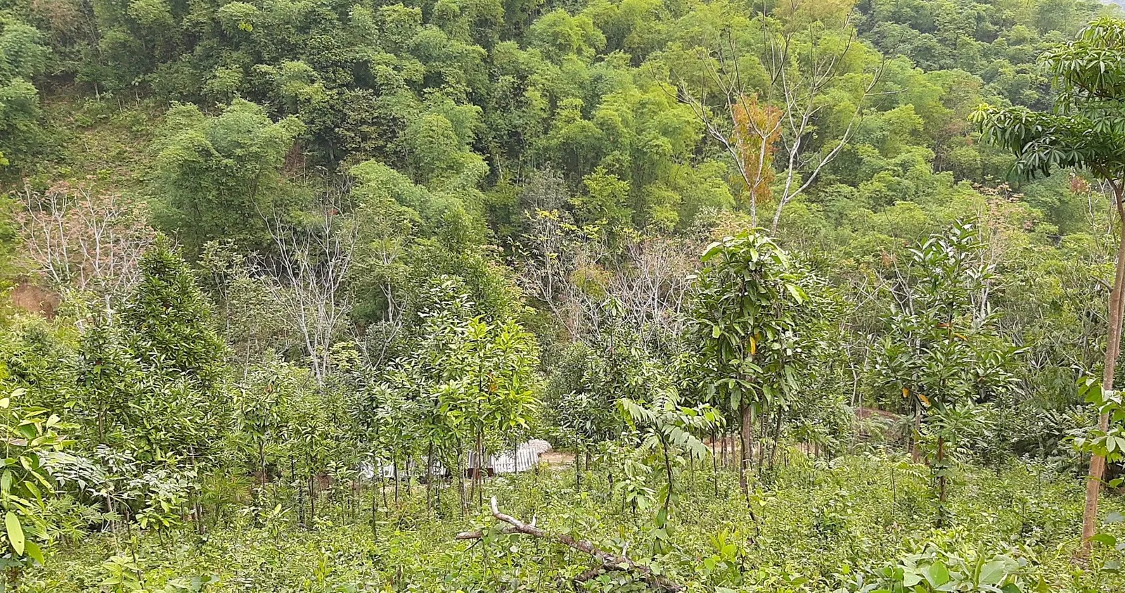 A steep green hillside of young, thin-trunked trees in front of denser forest and bamboo, with a few bare trees and a tin-roofed shelter half hidden among the saplings