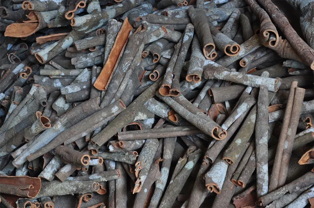 A heap of cinnamon quills, most with grey, lichen-spotted outer bark and rolled reddish-brown inner faces, a few flat pieces of bare inner bark among them