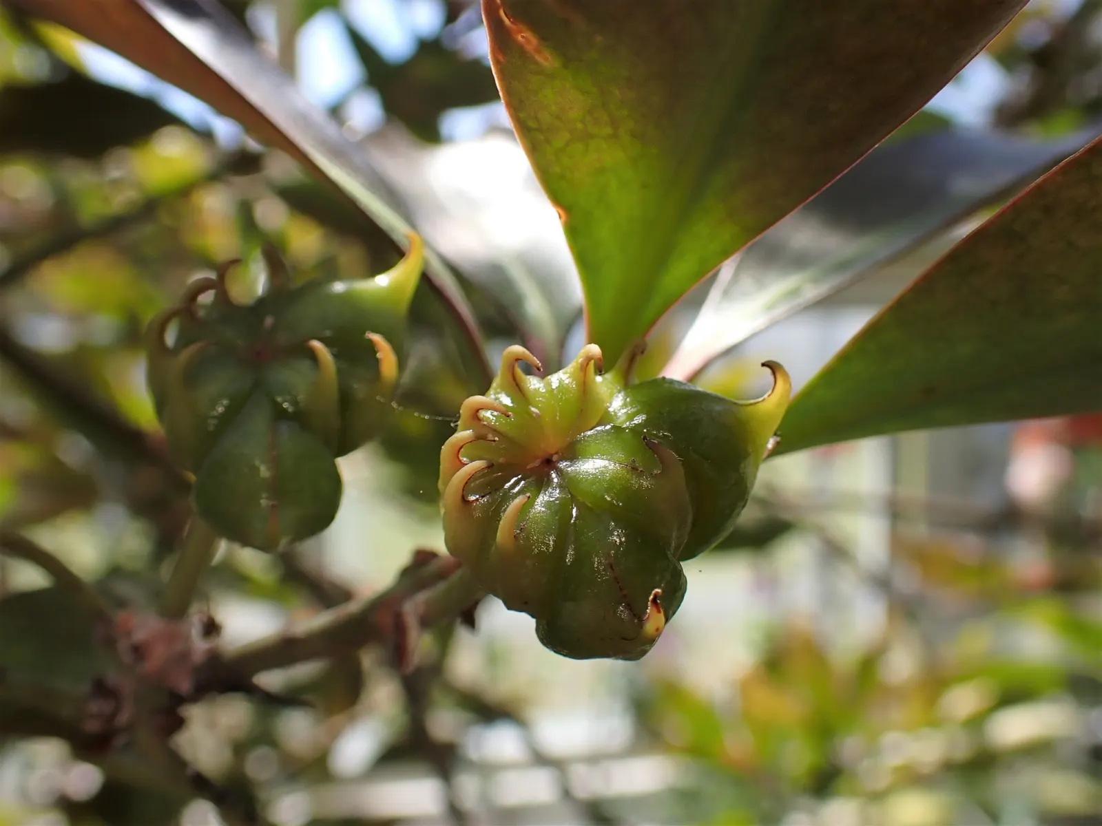 Unripe Japanese star anise fruit (Illicium anisatum) showing the pointed, curved tips of the follicles