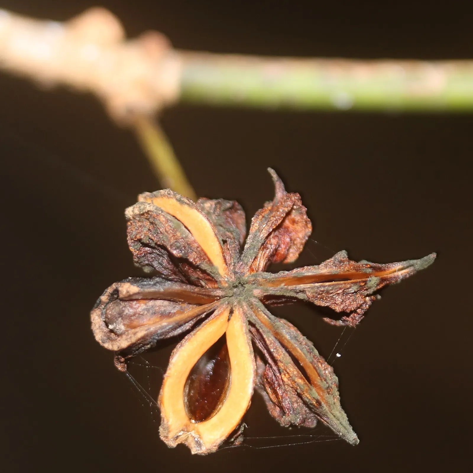 Mature Japanese star anise fruit (Illicium anisatum) on the branch