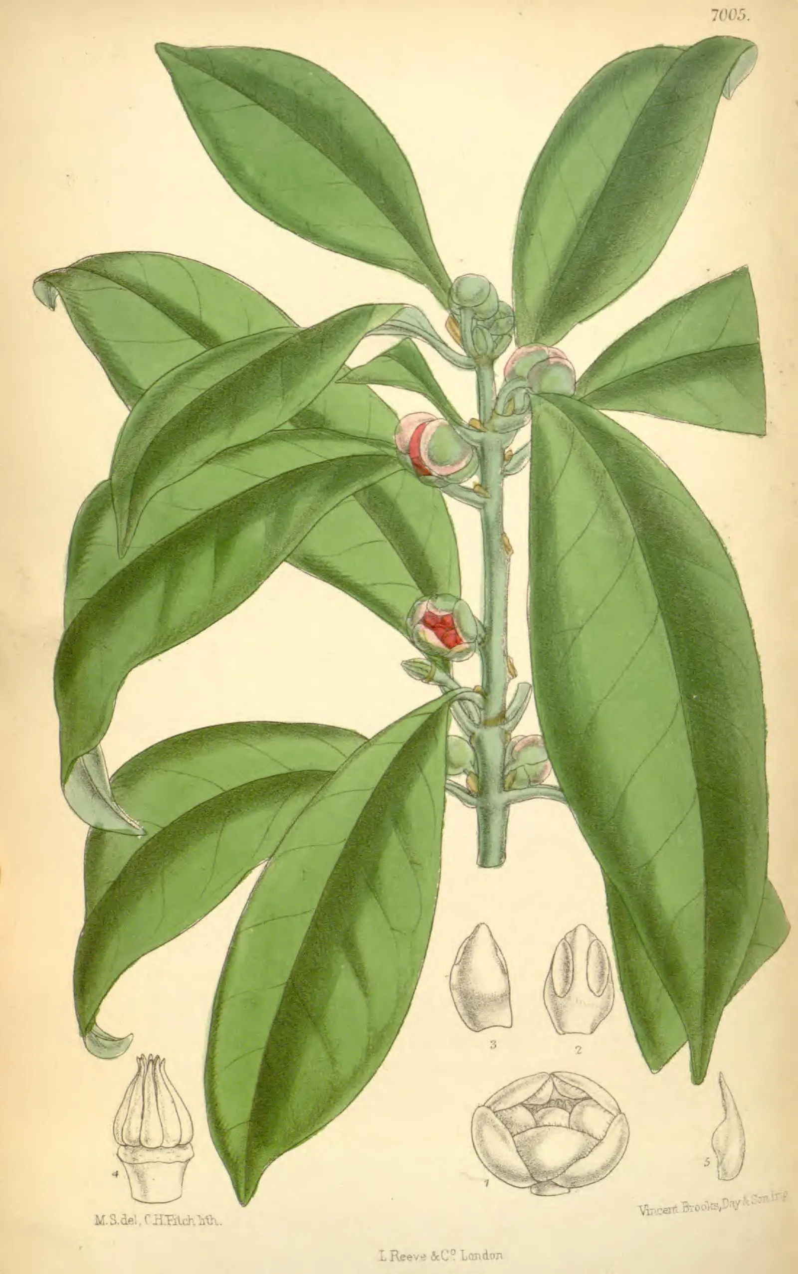 Botanical plate of Illicium verum: a leafy branch with glossy, pointed leaves and small pink-red flowers, with flower parts drawn separately below
