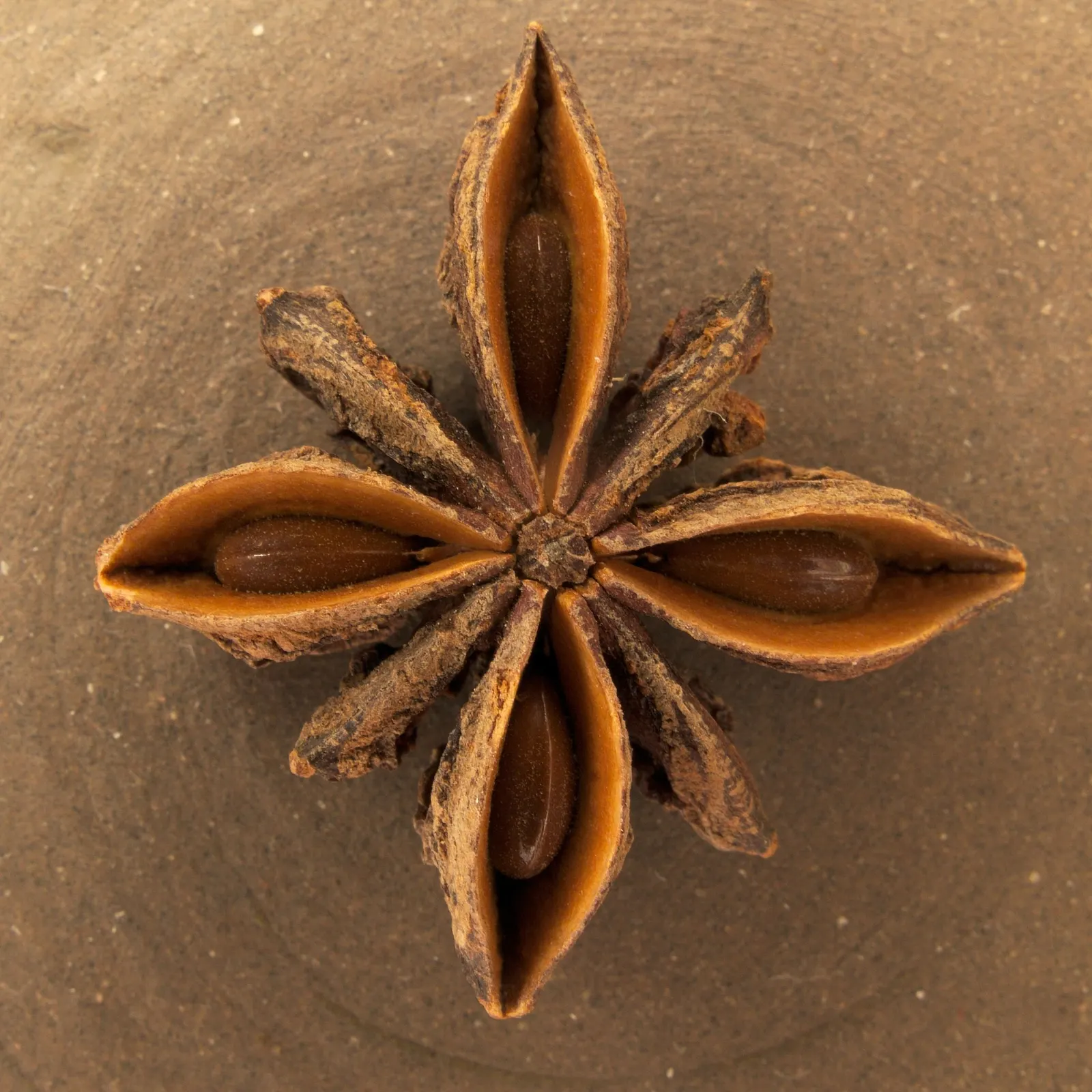 Dried star anise fruit (Illicium verum) with eight boat-shaped follicles