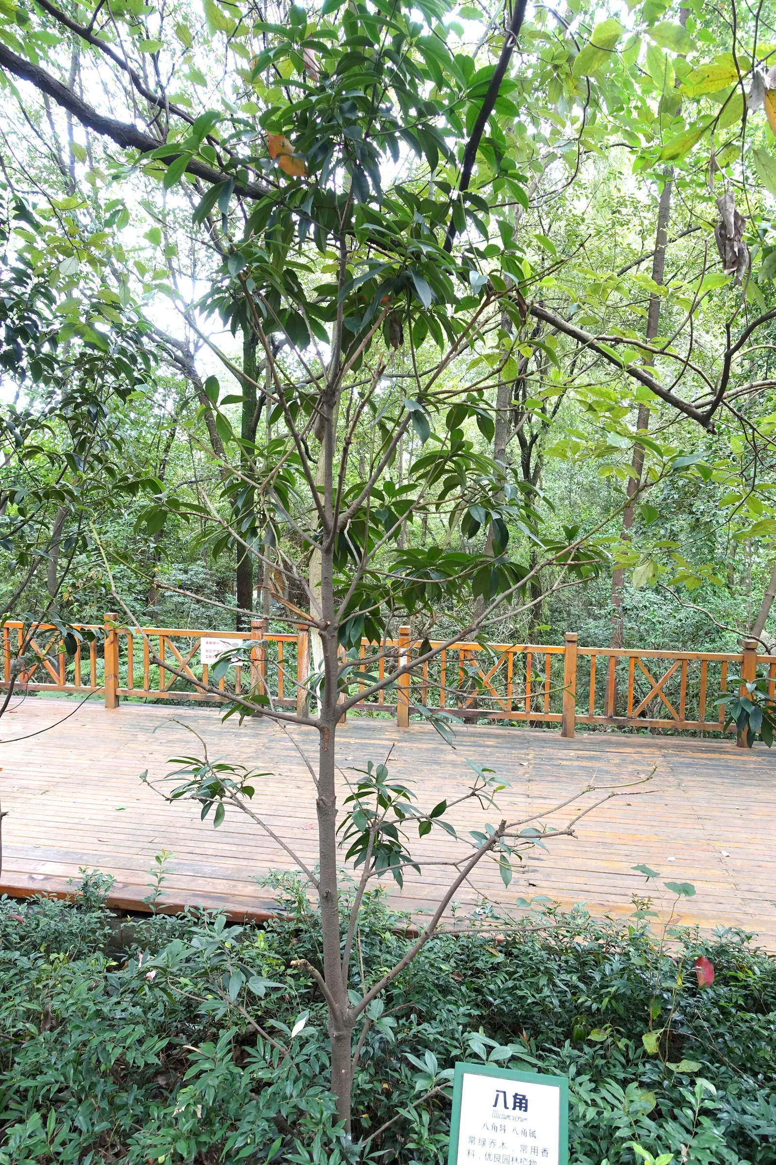 A young, slender star anise tree (Illicium verum) with glossy evergreen leaves in a botanical garden, with a name label reading 八角