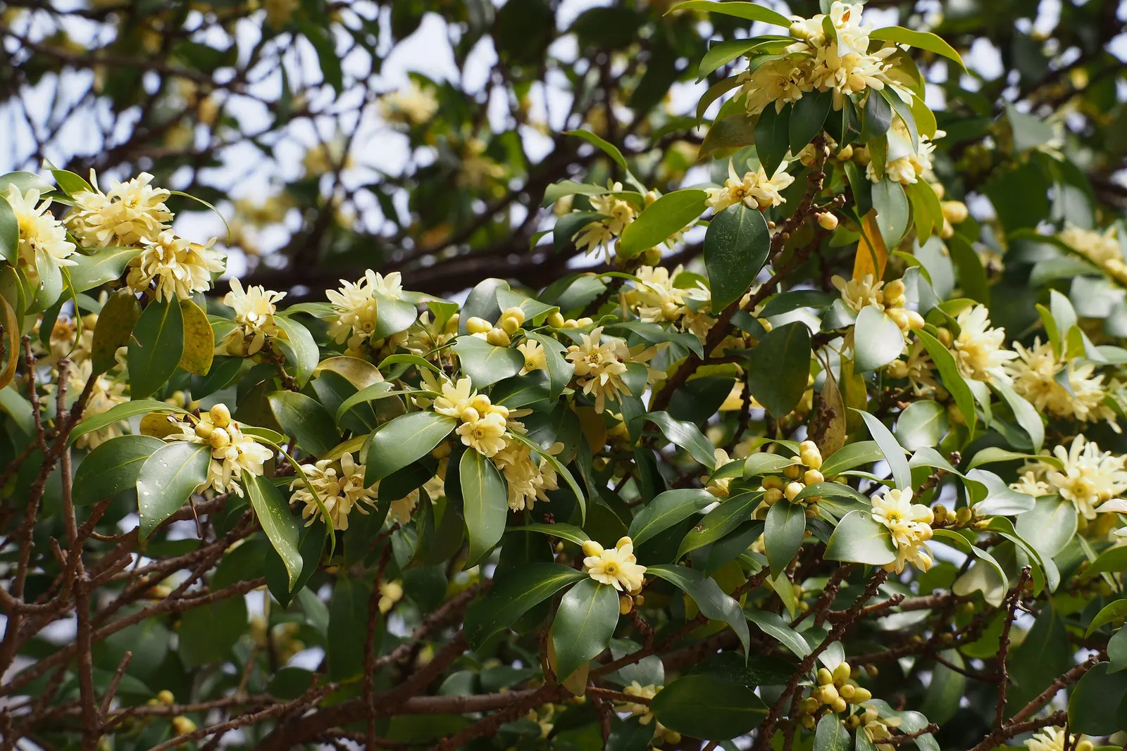 Japanese star anise (Illicium anisatum) shrub in flower