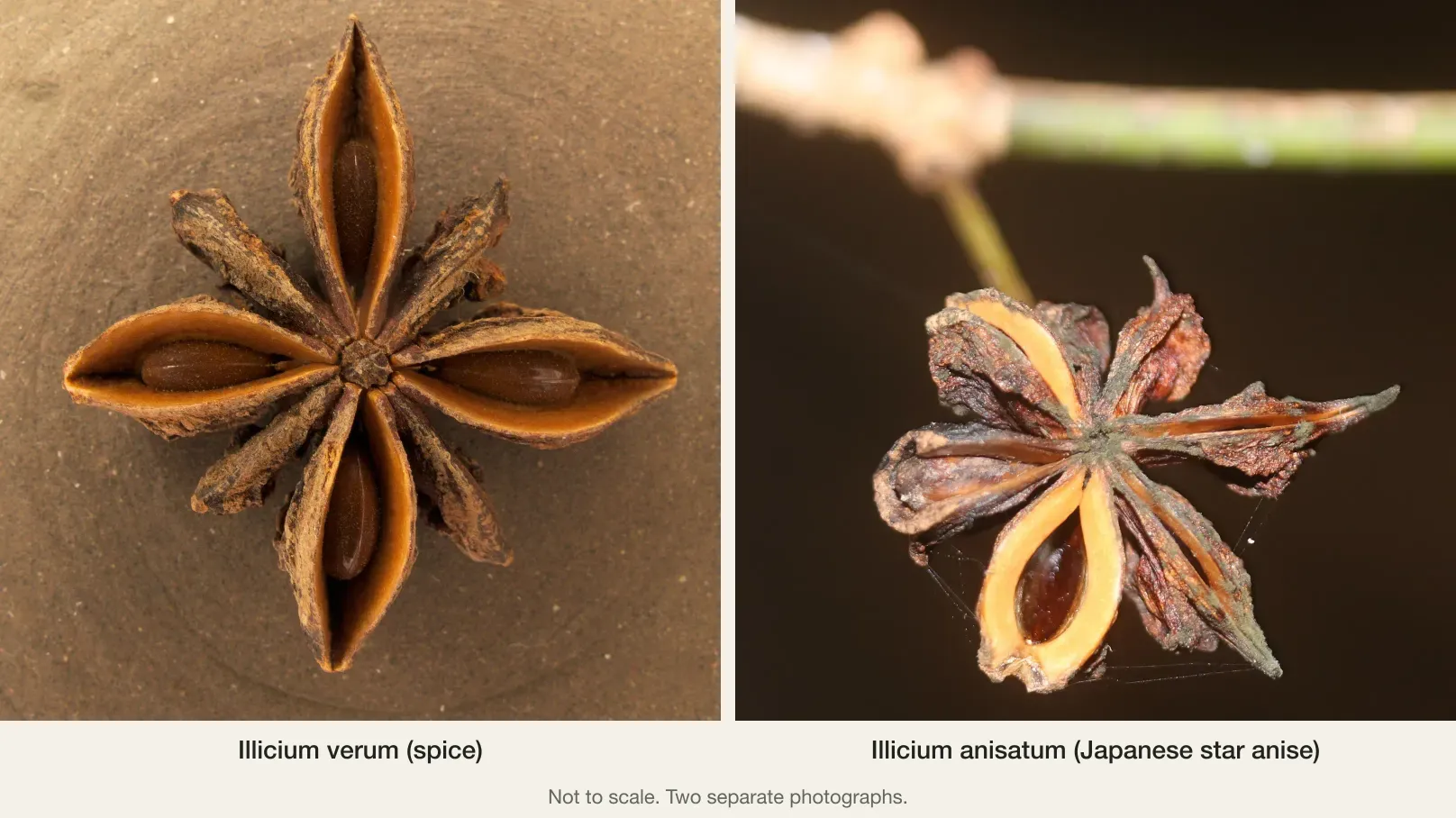 Chinese and Japanese star anise side by side: Illicium verum dried fruit (left) and Illicium anisatum fruit (right), not to scale