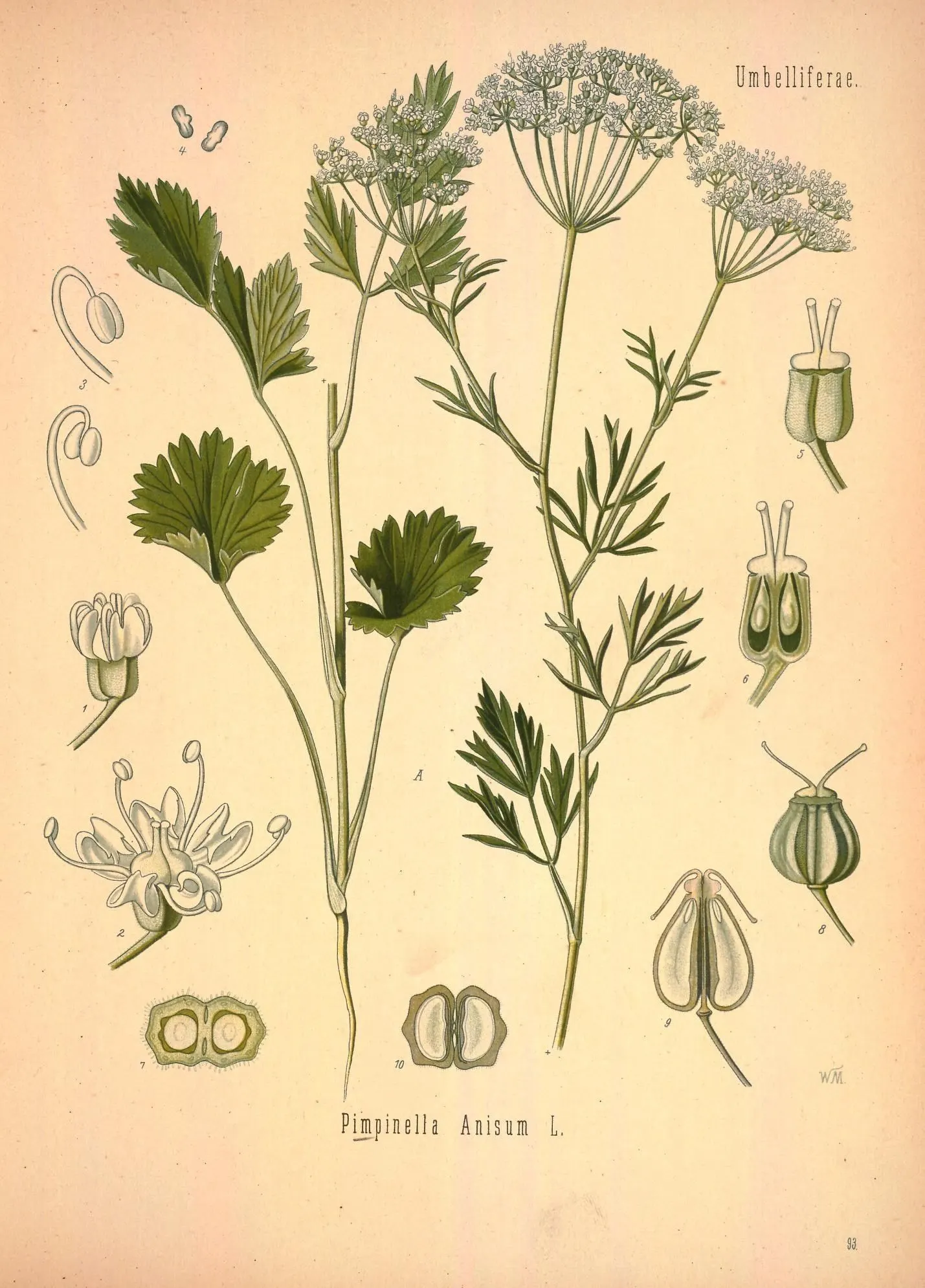 Botanical plate of anise (Pimpinella anisum): a slender herb with toothed lower leaves, finely divided upper leaves and white flower umbels, with flowers and ribbed fruits drawn enlarged