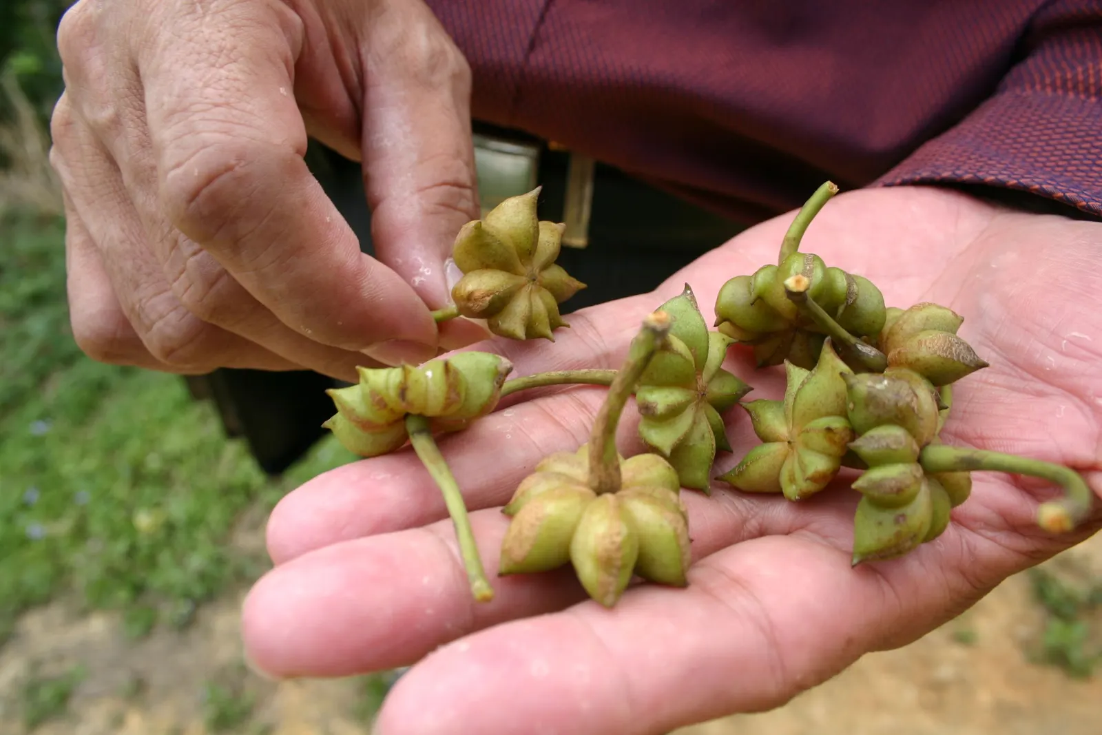 Fresh green star anise fruits on their stalks held in an open palm, the follicles still closed