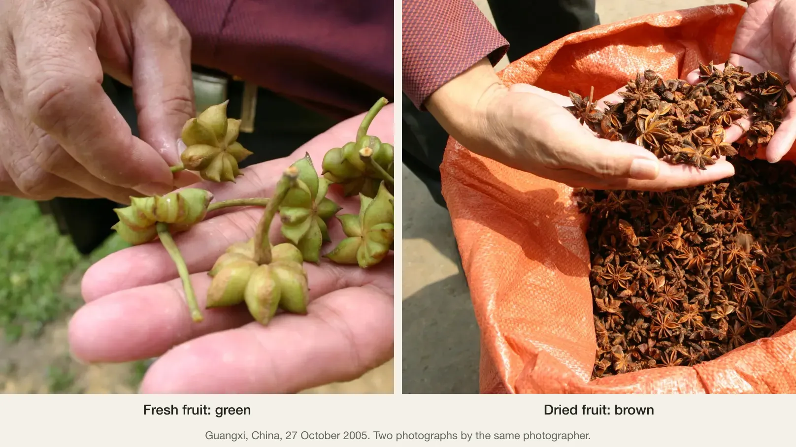 Fresh green star anise fruits in a palm (left) beside dried brown star anise in a sack (right)