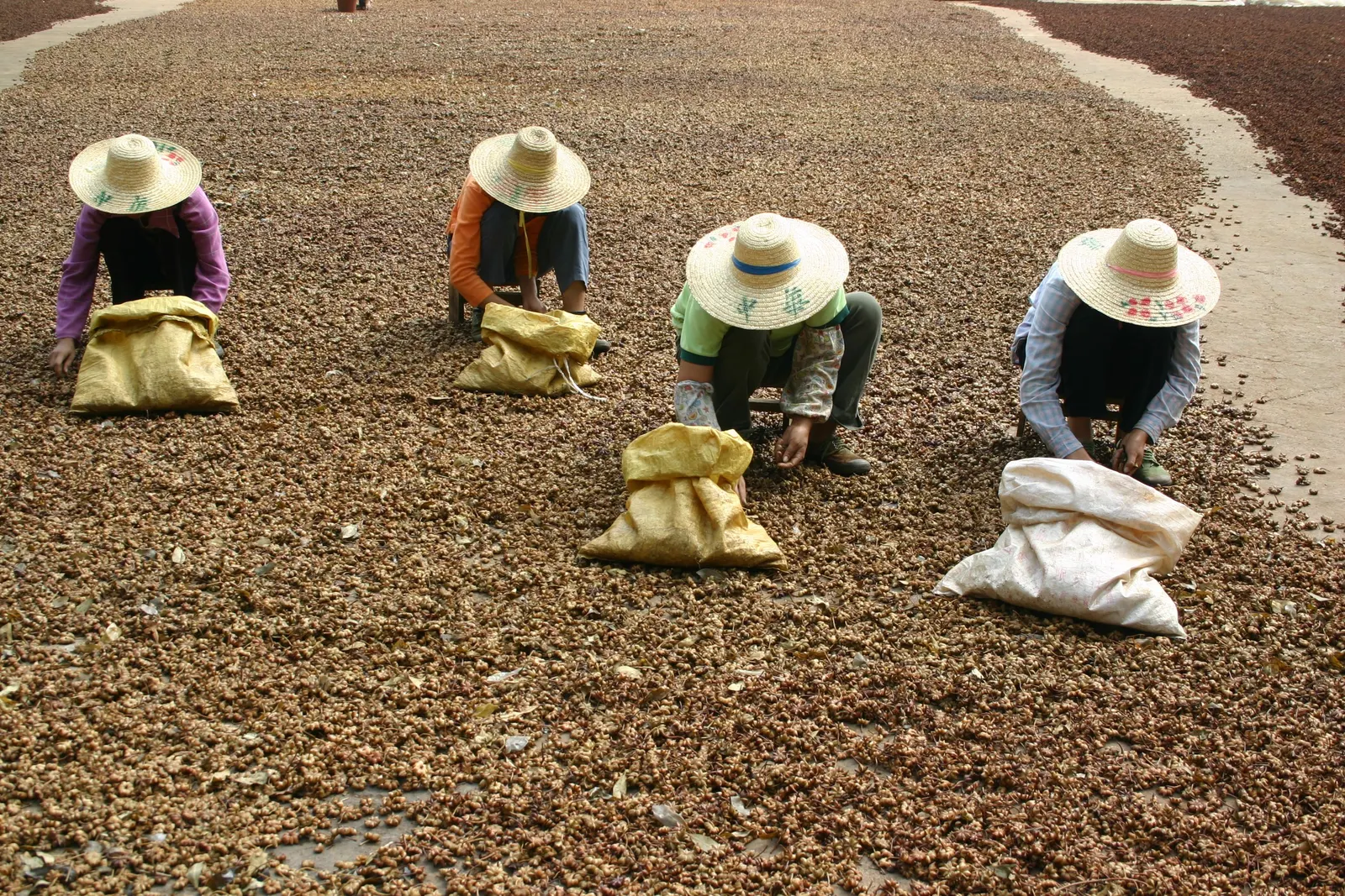 Four workers in straw hats crouch on a concrete yard covered with drying star anise fruit, filling sacks