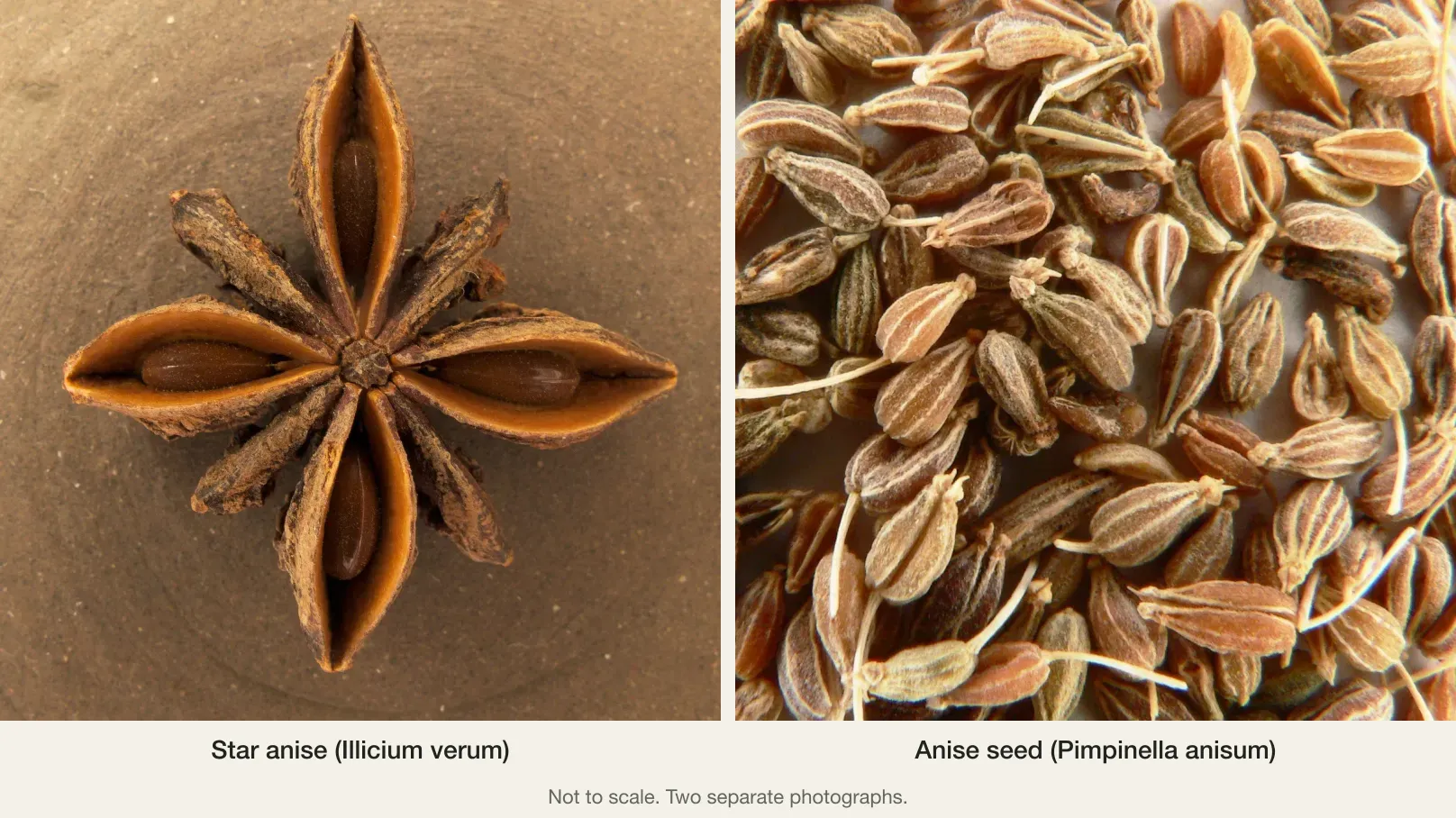 Star anise and anise seed side by side: one dried star anise fruit (left) and a heap of small ribbed aniseed fruits (right), not to scale